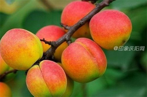 慶陽(yáng)寧縣名優(yōu)特產(chǎn)：曹杏