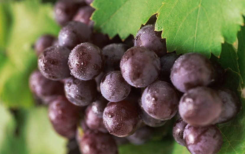 “葡萄美酒夜光杯”，敦煌陽(yáng)關(guān)葡萄最甜美