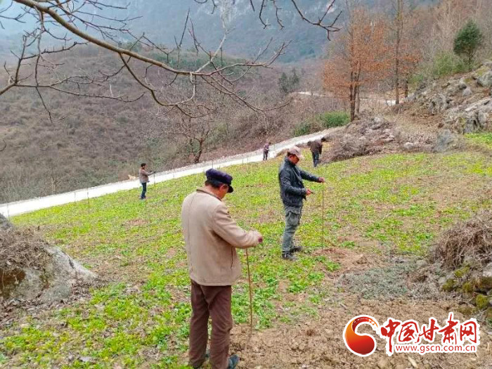 【甘肅全民戰(zhàn)“疫”】戰(zhàn)“疫”中，隴南稻坪的春天