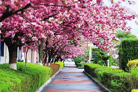 【印象隴原】去兩當(dāng)，與櫻花赴約