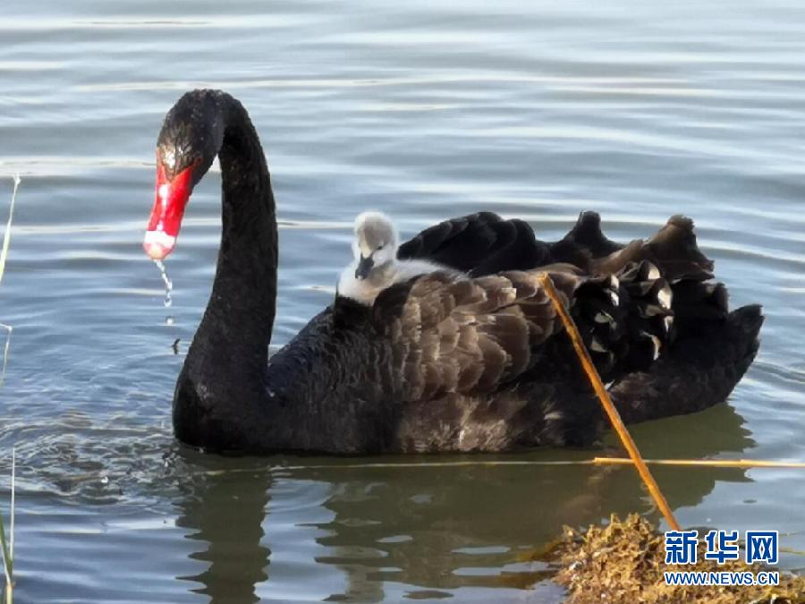 萌化了！黑天鵝寶寶出窩“游湖”