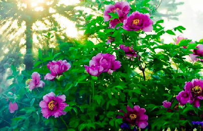 【“甘味”故事】“百花王”駕到！國色傾城正當(dāng)時