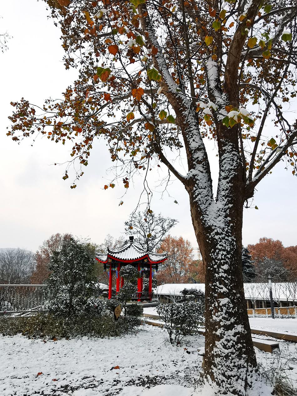 高清大圖|天水弘文園初雪，你喜歡嗎？