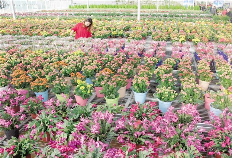 臨夏縣20多萬株水仙花、杜鵑、蝴蝶蘭等60多種花卉競(jìng)相綻放