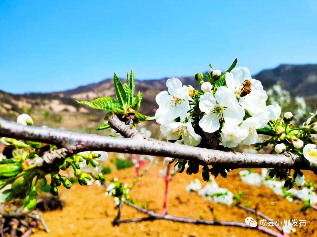 櫻花盛開，小川西狹等您來(lái)踏青、賞花！