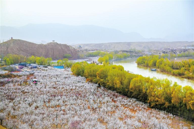 甘肅旅游丨唐汪杏花開 楚楚等君來 在這里賞花看丹霞，美哉！