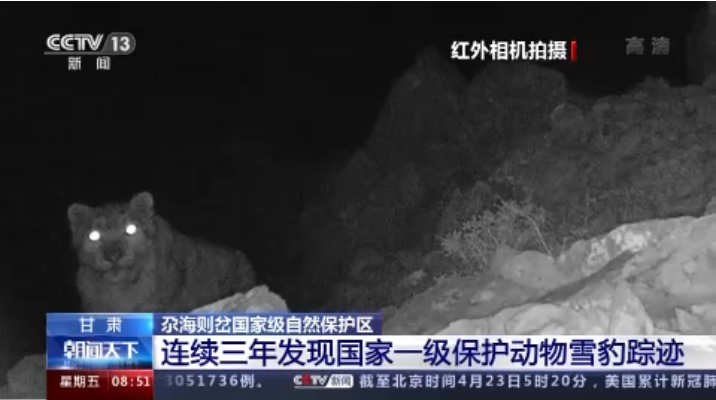 “大貓”出沒！甘肅尕海則岔保護區(qū)連續(xù)三年發(fā)現(xiàn)雪豹蹤跡