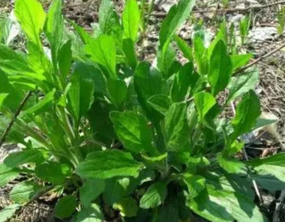 注意！路邊的野菜可不能亂采