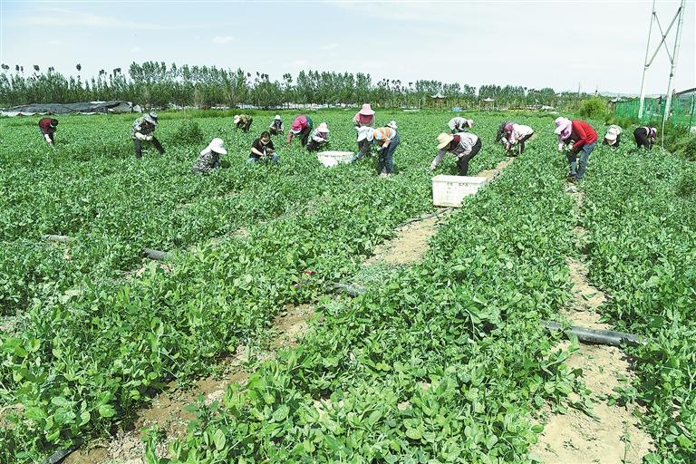 臨夏縣百益現(xiàn)代農(nóng)業(yè)公司種植的500多畝豌豆苗、甜豆等進(jìn)入豐產(chǎn)期