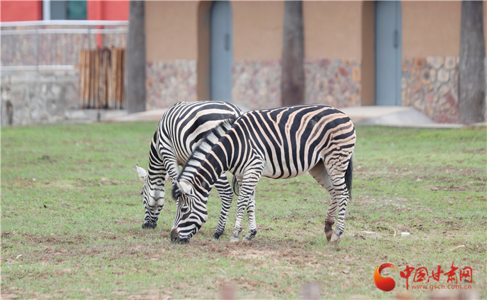 試開園以來(lái)蘭州野生動(dòng)物園已接待游客達(dá)15萬(wàn)人次