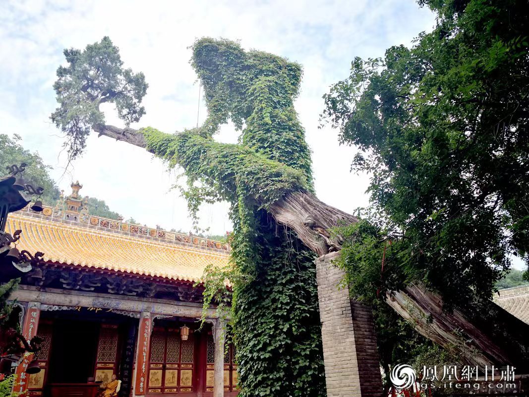 “山頭南郭寺，水號(hào)北流泉。老樹(shù)空庭得，清渠一邑傳?！倍鸥υ?shī)中的“老樹(shù)”，指的就是這株春秋古柏，為南郭寺的“鎮(zhèn)寺之寶”。胡江 攝