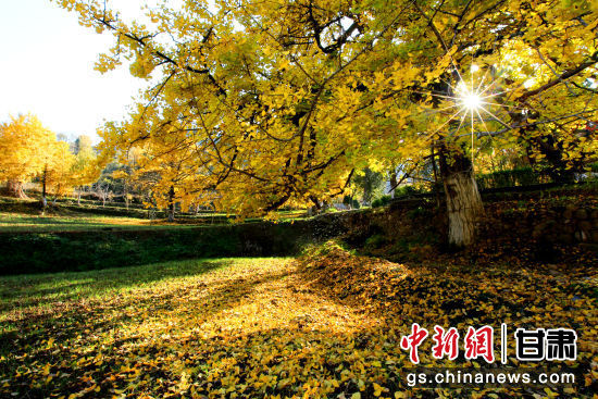 隴南徽縣銀杏樹最美的時候，當(dāng)屬每年的10月至11月。圖為樹葉已染黃的銀杏樹。張承榮 攝