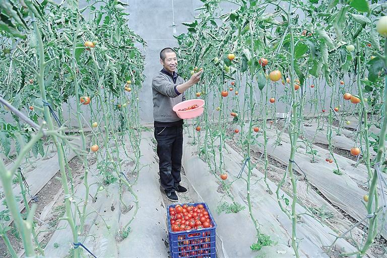 臨夏縣尹集、刁祁鎮(zhèn)易地扶貧搬遷后續(xù)產(chǎn)業(yè)園有日光溫室534座