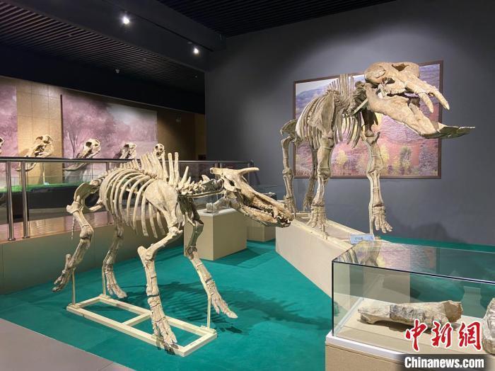 圖為5月底，和政縣古動物化石博物館內(nèi)修復(fù)后的古生物化石?！「哒?攝