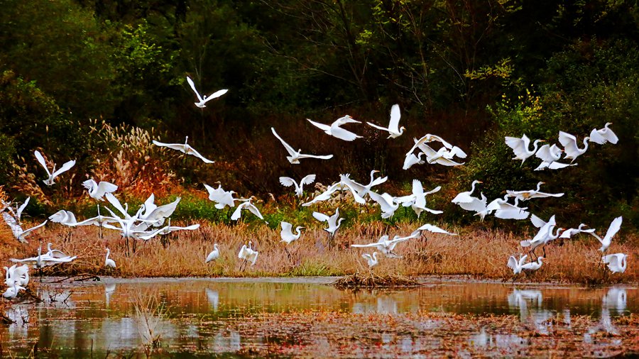 白鷺翩躚舞初冬。吳康軍攝