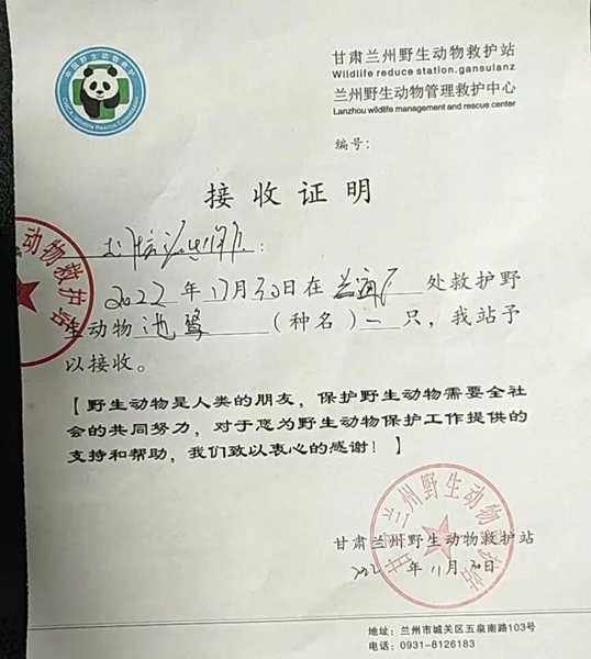 受到救助的池鷺被蘭州野生動物保護(hù)站接收。（蘭州市公安局七里河分局供圖）