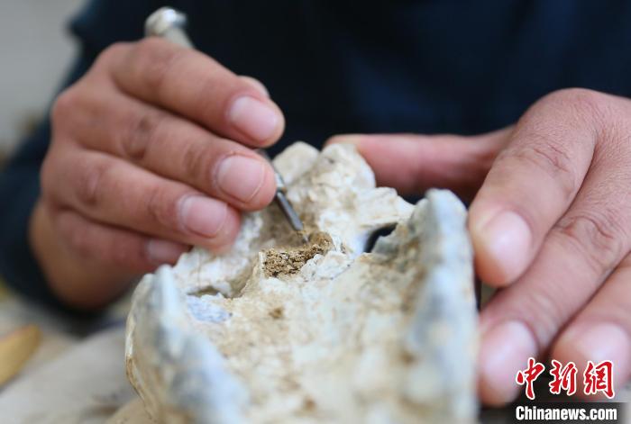 2022年6月，在和政古動(dòng)物化石博物館內(nèi)，古生物化石修復(fù)師對(duì)化石進(jìn)行修復(fù)。(資料圖) 高展 攝