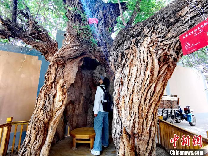 青海海東市阿河灘地質(zhì)文化村：古樹新枝、丹山碧水