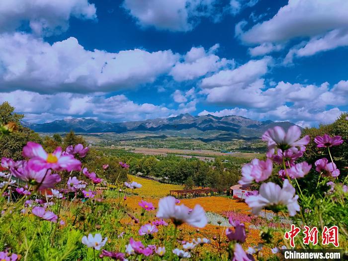 圖為盛夏時節(jié)的油嘴灣“花海”?！∈茉L者供圖
