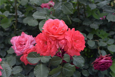 1737514313331107.jpg 20-02.jpg