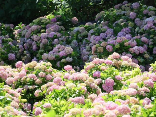 貴州惠水：繡球花開引游客
