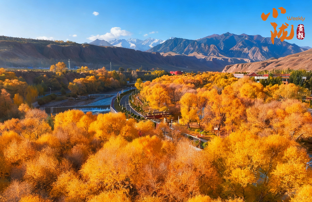 【小隴畫報·426期】肅南：多彩秋日 滿目金黃