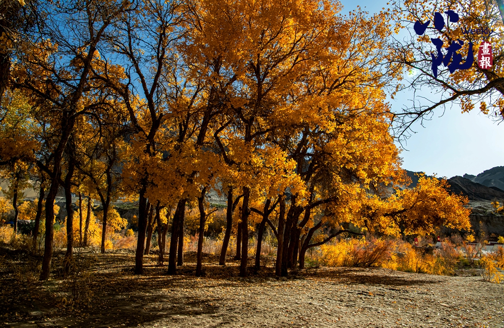 【小隴畫報·427期】多壩溝胡楊峽 隱藏著大西北的極致秋色
