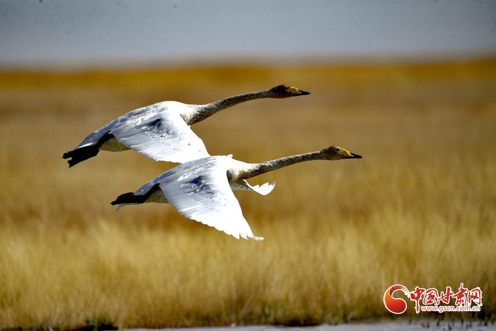 隴拍客丨肅北：深秋鹽池灣 鳥舞濕地生態(tài)美