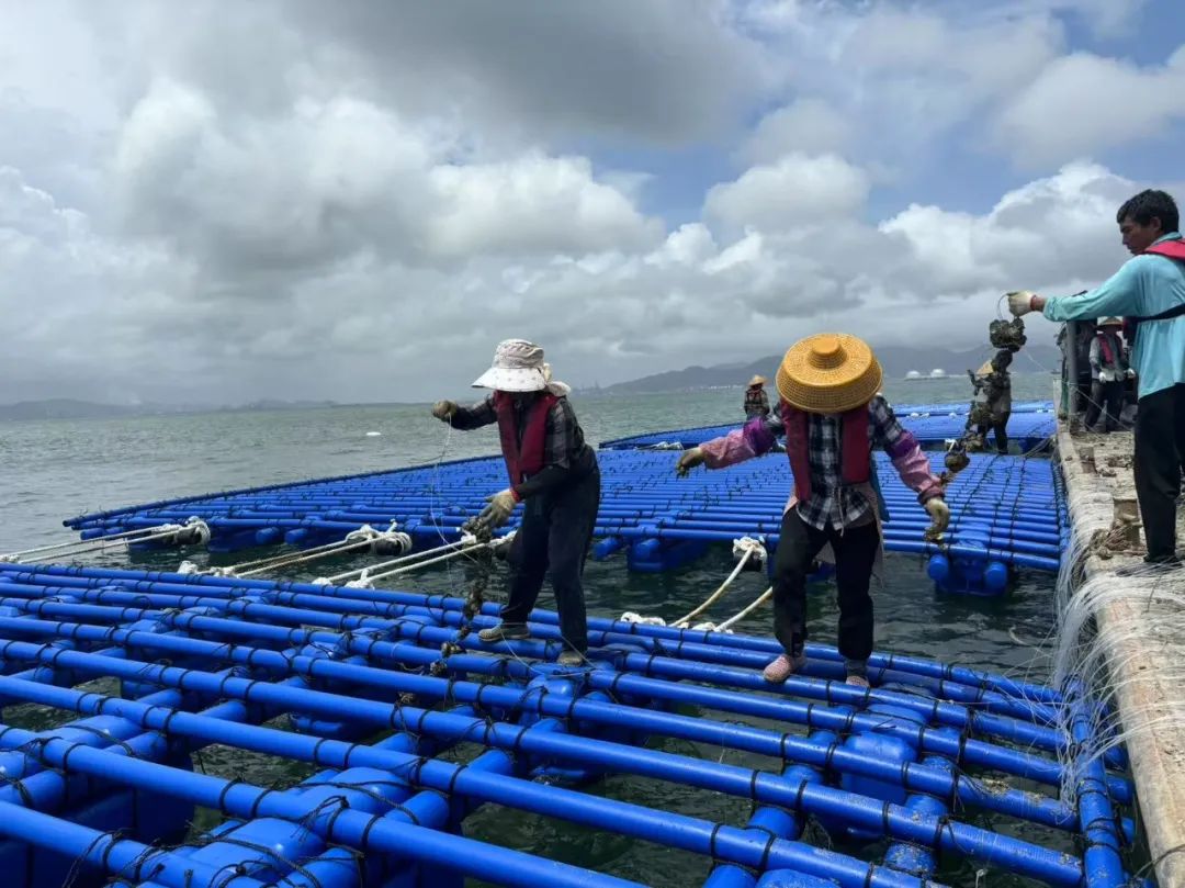 亞通資訊 | 亞通抗風浪蠔排成功抵御臺風“韋帕”！